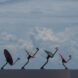 satellite internet approval