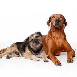 large dogs age faster