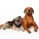 large dogs age faster
