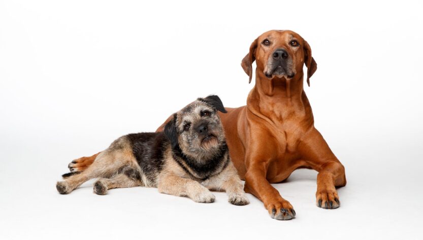 large dogs age faster