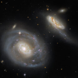 rogue black holes